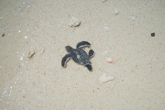 Turtle Hatchling